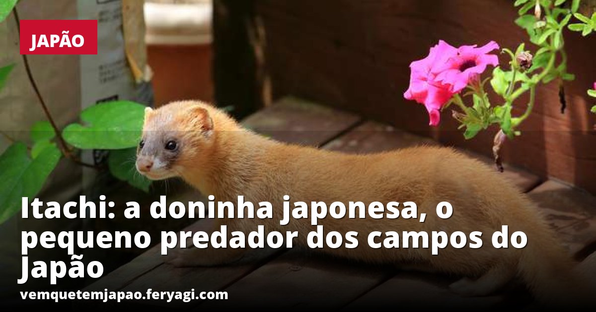 Itachi: a doninha japonesa, o pequeno predador dos campos do Japão