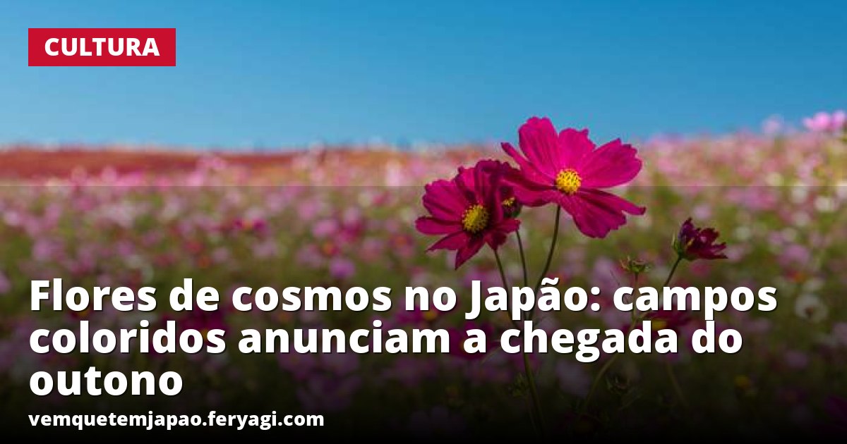 Flores de cosmos no Japão: campos coloridos anunciam a chegada do outono